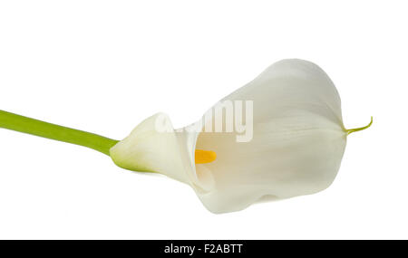 Calla Lily blanc, isolé sur blanc. Bud et full-bloom Banque D'Images