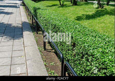 Metal et haie vive dans le jardin des médecins, Sofia, Bulgarie Banque D'Images