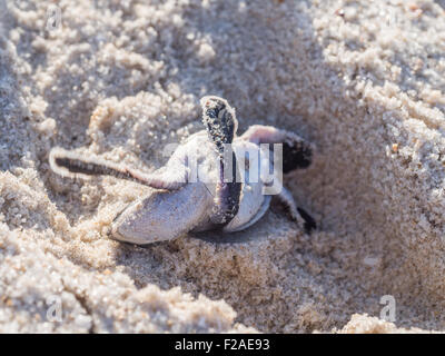 Renversé petite tortue verte (Chelonia mydas) de la difficulté à se lever sur son chemin vers la mer sur une plage de la Tanzanie. Banque D'Images