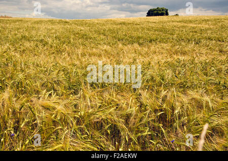 Domaine de l'orge de mûrissement sur jour d'été orageux Banque D'Images