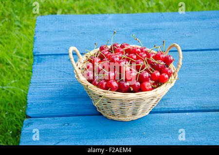 Les cerises mûres dans panier en osier sur la table bleu Banque D'Images