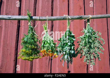 Les herbes médicales tas accroché en face de fond de bois rustique Banque D'Images