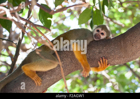 Singe-écureuil mignon serrant une branche d'arbre. Banque D'Images