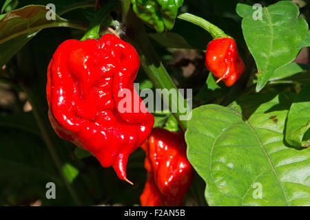 Caroline un Reaper piment (Capsicum chinense), actuellement la plus chaude (2013 - 2015 poivre). Banque D'Images