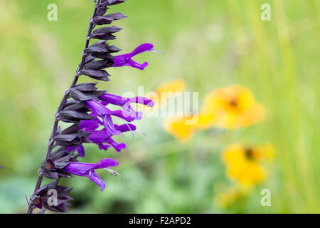 Salvia Amistad. Sage Banque D'Images