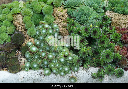 Sempervivum. Houseleek variétés dans un creux en pierre Banque D'Images