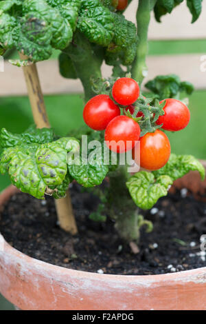 Lycopersicon esculentum. Tomate 'nain patio plum' F1 sur la vigne dans une plante en pot Banque D'Images