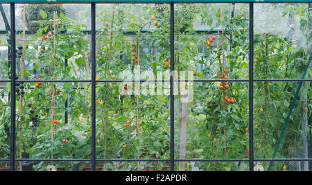 Variétés de tomates dans une serre. RHS Wisley Gardens, Surrey, Angleterre Banque D'Images