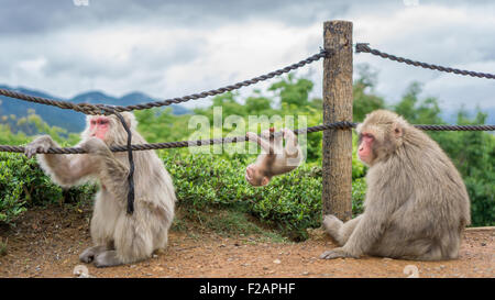 Dans la montagne des singes d'Arashiyama, Kyoto Banque D'Images