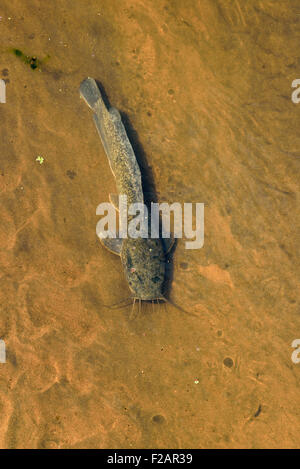 L'Afrique du Sud, Kruger, district de poisson-chat africain Clarias gariepinus, Sharptooth Banque D'Images