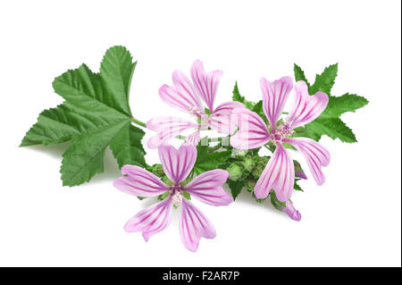 Mauve, fleurs et feuilles isolées sur fond blanc Banque D'Images