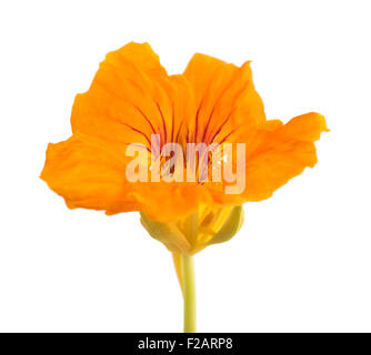 Nasturtium fleur orange isolé sur fond blanc Banque D'Images