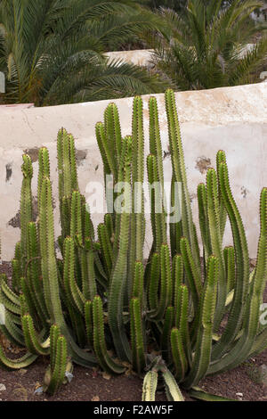 Mince grand cactus, Betancuria, Fuerteventura, Espagne Banque D'Images