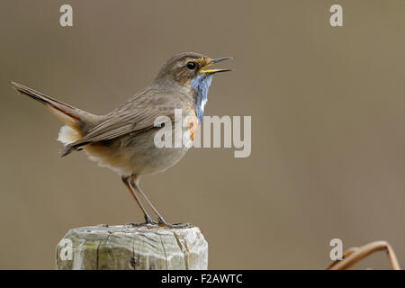 Luscinia svecica gorgebleue / / Blaukehlchen chante sa chanson assis sur un piquet devant un arrière-plan. Banque D'Images