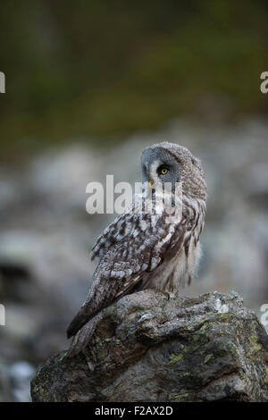 Strix nebulosa / Great Grey Owl / Bartkauz / Lapplandeule, la plus grande espèce de hiboux, est assis sur une pierre et regarde en arrière. Banque D'Images