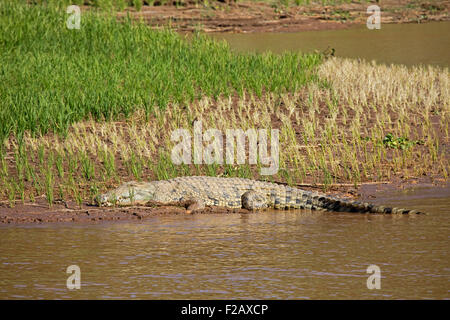 Le crocodile du Nil (Crocodylus niloticus) dormir dans les rizières sur berge de la rivière Tsiribihina / Tsiribinha, Menabe, Madagascar Banque D'Images