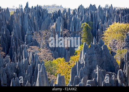 Formation de calcaire karstique dans le Tsingy de Bemaraha, Melaky, Madagascar, Afrique du Sud-Est Banque D'Images