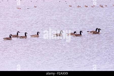 Troupeau de bernaches du Canada en natation formation Banque D'Images