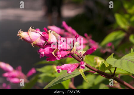 Fleurs de la feuille rose Boutin Sage Salvia involucrata Lamiaceae Banque D'Images