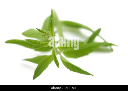 La citronnelle (Verbena) isolé sur fond blanc Banque D'Images