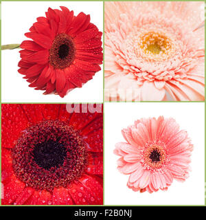 Collage de Gerbera Banque D'Images