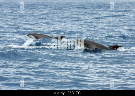 Les dauphins dans l'océan, près de Vila Franca do Campo à Sao Miguel, Açores Banque D'Images