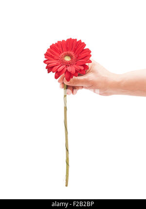 Mans hand holding red gerbera daisy isolated on white Banque D'Images