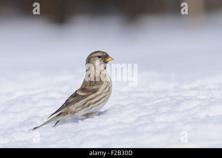 Sizerin flammé hiver à Snowdrift Banque D'Images