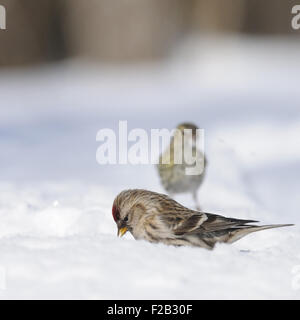 Sizerin flammé hiver à Snowdrift Banque D'Images