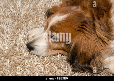 Pose de tapis de chien triste Banque D'Images