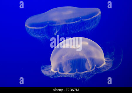 Aurelia aurita en captivité, également appelé la lune gelée, lune, méduses méduses commun, ou une soucoupe jelly, Monterey Bay Aquarium Banque D'Images