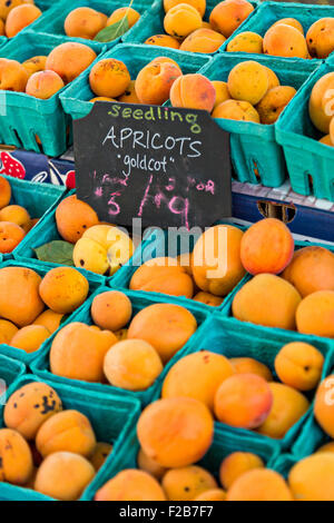 Abricots frais Goldcot en vente sur un marché de fermiers dans Wicker Park 2 août 2015 à Chicago, Illinois, USA Banque D'Images