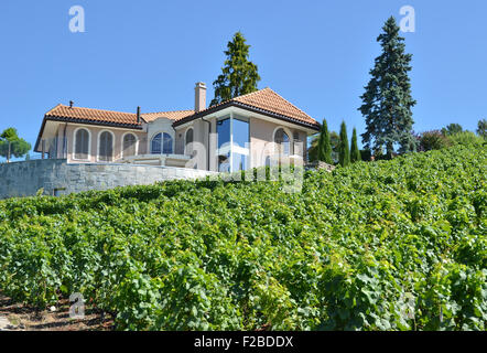 Vignobles de Lavaux, Suisse Banque D'Images