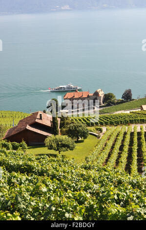 Vignobles de Lavaux, Région, Suisse Banque D'Images