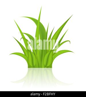 L'herbe verte isolée sur fond blanc Illustration de Vecteur