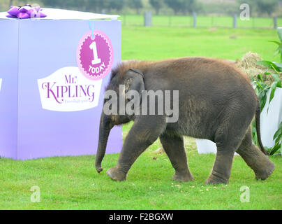 Le zoo de Whipsnade, UK. 15 Sep, 2015. Suis le bébé éléphant asiatique recevant un traitement spécial pour son premier anniversaire, lorsque les détenteurs sur ZSL zoo de Whipsnade présent lui avec un gâteau d'anniversaire géant ''. Le Mammoth 'birthday cake', qui a été spécialement réalisée par Mr Kipling pour aider le Zoo célébrer son événement annuel Elephantastic ce week-end, est faite de foin, surmontées de Sam's propose de traiter, les bananes, et se trouve dans un gigantesque gâteau papier cas mardi 15 septembre 2015 Crédit : Catherine Brown/Alamy Live News Banque D'Images