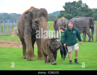 Le zoo de Whipsnade, UK. 15 Sep, 2015. Suis le bébé éléphant asiatique recevant un traitement spécial pour son premier anniversaire, lorsque les détenteurs sur ZSL zoo de Whipsnade présent lui avec un gâteau d'anniversaire géant ''. Le Mammoth 'birthday cake', qui a été spécialement réalisée par Mr Kipling pour aider le Zoo célébrer son événement annuel Elephantastic ce week-end, est faite de foin, surmontées de Sam's propose de traiter, les bananes, et se trouve dans un gigantesque gâteau papier cas mardi 15 septembre 2015 Crédit : Catherine Brown/Alamy Live News Banque D'Images