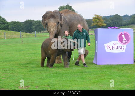 Le zoo de Whipsnade, UK. 15 Sep, 2015. Suis le bébé éléphant asiatique recevant un traitement spécial pour son premier anniversaire, lorsque les détenteurs sur ZSL zoo de Whipsnade présent lui avec un gâteau d'anniversaire géant ''. Le Mammoth 'birthday cake', qui a été spécialement réalisée par Mr Kipling pour aider le Zoo célébrer son événement annuel Elephantastic ce week-end, est faite de foin, surmontées de Sam's propose de traiter, les bananes, et se trouve dans un gigantesque gâteau papier cas mardi 15 septembre 2015 Crédit : Catherine Brown/Alamy Live News Banque D'Images