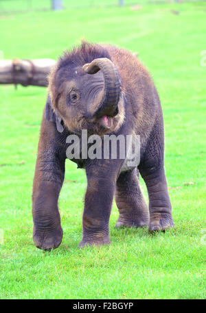 Le zoo de Whipsnade, UK. 15 Sep, 2015. Suis le bébé éléphant asiatique recevant un traitement spécial pour son premier anniversaire, lorsque les détenteurs sur ZSL zoo de Whipsnade présent lui avec un gâteau d'anniversaire géant ''. Le Mammoth 'birthday cake', qui a été spécialement réalisée par Mr Kipling pour aider le Zoo célébrer son événement annuel Elephantastic ce week-end, est faite de foin, surmontées de Sam's propose de traiter, les bananes, et se trouve dans un gigantesque gâteau papier cas mardi 15 septembre 2015 Crédit : Catherine Brown/Alamy Live News Banque D'Images