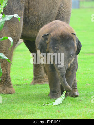 Le zoo de Whipsnade, UK. 15 Sep, 2015. Suis le bébé éléphant asiatique recevant un traitement spécial pour son premier anniversaire, lorsque les détenteurs sur ZSL zoo de Whipsnade présent lui avec un gâteau d'anniversaire géant ''. Le Mammoth 'birthday cake', qui a été spécialement réalisée par Mr Kipling pour aider le Zoo célébrer son événement annuel Elephantastic ce week-end, est faite de foin, surmontées de Sam's propose de traiter, les bananes, et se trouve dans un gigantesque gâteau papier cas mardi 15 septembre 2015 Crédit : Catherine Brown/Alamy Live News Banque D'Images