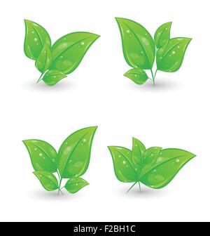Ensemble d'eco vert feuilles isolées sur fond blanc Illustration de Vecteur