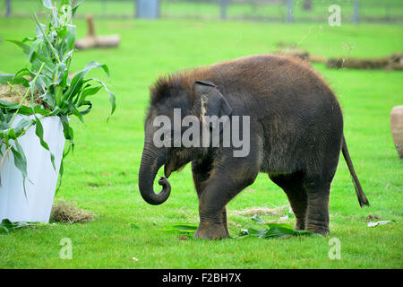 Le zoo de Whipsnade, UK. 15 Sep, 2015. Suis le bébé éléphant asiatique recevant un traitement spécial pour son premier anniversaire, lorsque les détenteurs sur ZSL zoo de Whipsnade présent lui avec un gâteau d'anniversaire géant ''. Le Mammoth 'birthday cake', qui a été spécialement réalisée par Mr Kipling pour aider le Zoo célébrer son événement annuel Elephantastic ce week-end, est faite de foin, surmontées de Sam's propose de traiter, les bananes, et se trouve dans un gigantesque gâteau papier cas mardi 15 septembre 2015 Crédit : Catherine Brown/Alamy Live News Banque D'Images