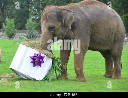 Le zoo de Whipsnade, UK. 15 Sep, 2015. Suis le bébé éléphant asiatique recevant un traitement spécial pour son premier anniversaire, lorsque les détenteurs sur ZSL zoo de Whipsnade présent lui avec un gâteau d'anniversaire géant ''. Le Mammoth 'birthday cake', qui a été spécialement réalisée par Mr Kipling pour aider le Zoo célébrer son événement annuel Elephantastic ce week-end, est faite de foin, surmontées de Sam's propose de traiter, les bananes, et se trouve dans un gigantesque gâteau papier cas mardi 15 septembre 2015 Crédit : Catherine Brown/Alamy Live News Banque D'Images