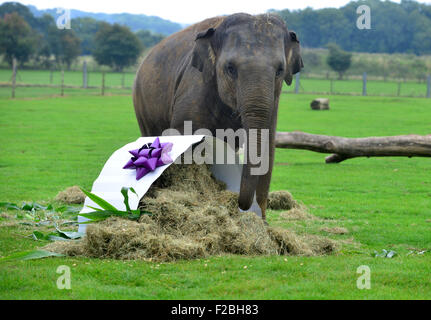 Le zoo de Whipsnade, UK. 15 Sep, 2015. Suis le bébé éléphant asiatique recevant un traitement spécial pour son premier anniversaire, lorsque les détenteurs sur ZSL zoo de Whipsnade présent lui avec un gâteau d'anniversaire géant ''. Le Mammoth 'birthday cake', qui a été spécialement réalisée par Mr Kipling pour aider le Zoo célébrer son événement annuel Elephantastic ce week-end, est faite de foin, surmontées de Sam's propose de traiter, les bananes, et se trouve dans un gigantesque gâteau papier cas mardi 15 septembre 2015 Crédit : Catherine Brown/Alamy Live News Banque D'Images