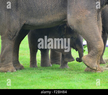 Le zoo de Whipsnade, UK. 15 Sep, 2015. Suis le bébé éléphant asiatique recevant un traitement spécial pour son premier anniversaire, lorsque les détenteurs sur ZSL zoo de Whipsnade présent lui avec un gâteau d'anniversaire géant ''. Le Mammoth 'birthday cake', qui a été spécialement réalisée par Mr Kipling pour aider le Zoo célébrer son événement annuel Elephantastic ce week-end, est faite de foin, surmontées de Sam's propose de traiter, les bananes, et se trouve dans un gigantesque gâteau papier cas mardi 15 septembre 2015 Crédit : Catherine Brown/Alamy Live News Banque D'Images