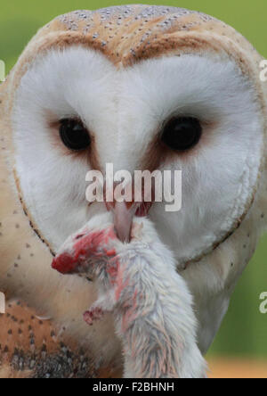 Barn Owl avec rat mort Banque D'Images