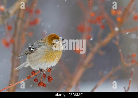 Durbec femelle dans les pommettes colorées et de la neige Banque D'Images