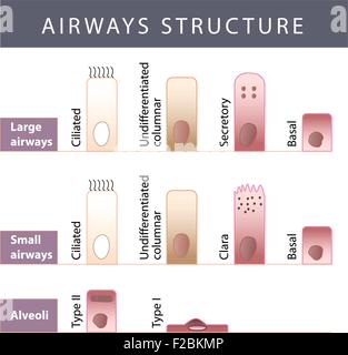 Les cellules muqueuses nasales et micro système vecteur cils Illustration de Vecteur