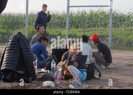 Roszke, Hongrie. 15 Sep, 2015. Les agents de police hongrois détenir des réfugiés qui ont traversé la frontière entre la Serbie et la Hongrie, près de la Hongrie, Roszke sur Septembre 15, 2015. La Hongrie nouvelle loi qui punit "passage des frontières illégales avec des peines de prison est entré en vigueur mardi. Credit : Attila Volgyi/Xinhua/Alamy Live News Banque D'Images