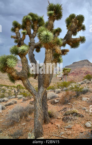 Virgin River Canyon près de Cedar Pocket le long de l'Interstate 15 dans l'extrême nord-ouest de l'Arizona Banque D'Images